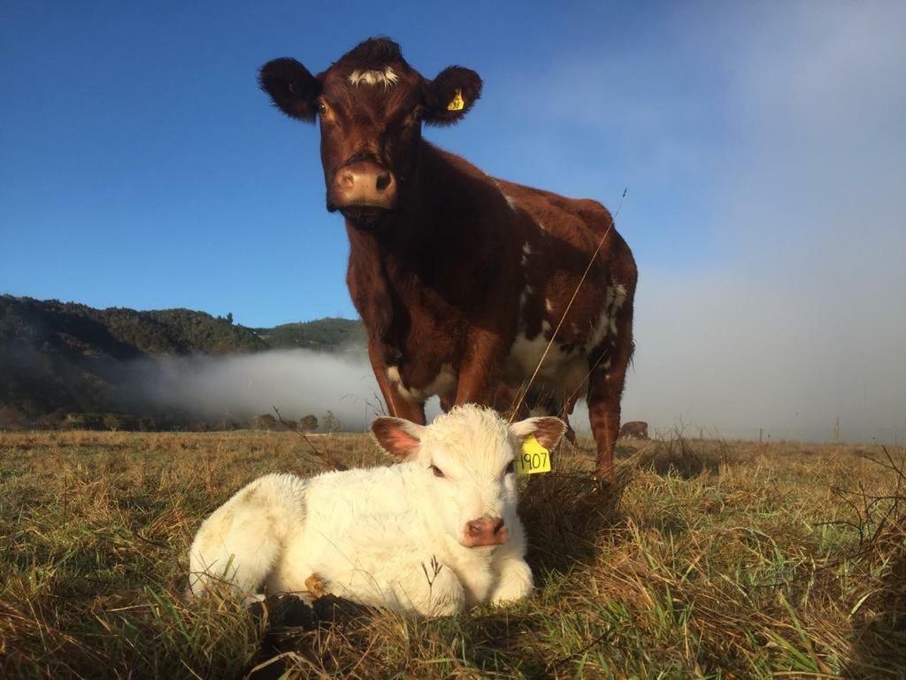 Mohaka River Farm Te Haroto Екстер'єр фото